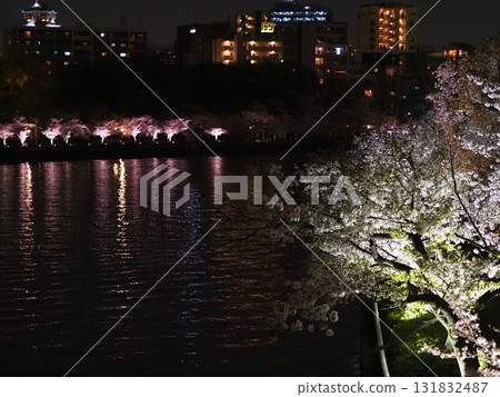 Osaka Sakuranomiya Bridge Night Cherry Blossoms Okawa River Cherry Blossom Illumination Osaka Sakuranomiya Bridge Ni Osaka Sakuranomiya Bridge Night Cherry Blossoms Okawa River Cherry Blossom Illumination Osaka Sakuranomiya Bridge Ni 131832487