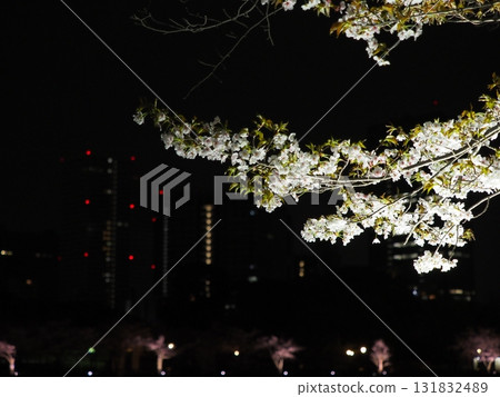 Osaka Sakuranomiya Bridge Night Cherry Blossoms Okawa River Night View Buildings and Cherry Blossoms Osaka Sakuranomiya Night Cher 131832489