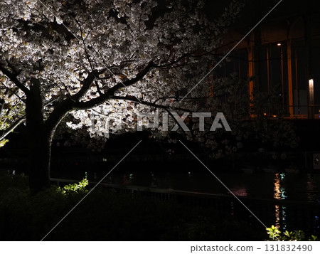 Osaka Sakuranomiya Bridge Night Cherry Blossoms Okawa River Light-up Single Cherry Blossom Osaka Sakuranomiya Illumin 131832490