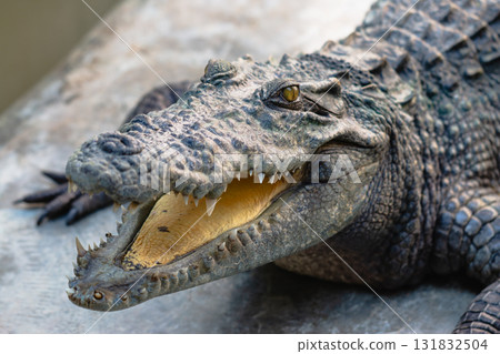Reptile encounter close-up of a crocodile in its natural habitat and sanctuary 131832504