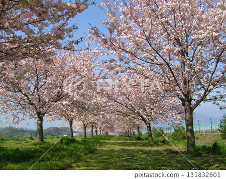 小布施町千曲川河岸,兩旁種滿了重瓣櫻花樹 小布施町千曲川河岸,兩旁種滿了重瓣櫻花樹 131832601
