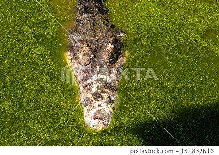 Crocodile encounter in swampy habitat wildlife close-up view nature's predator Crocodile encounter in swampy habitat wildlife close-up view nature's predator 131832616
