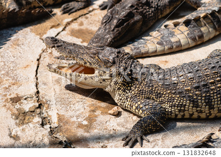 Crocodile sunbathing wildlife reserve animal natural habitat close-up reptile behavior Crocodile sunbathing wildlife reserve animal natural habitat close-up reptile behavior 131832648