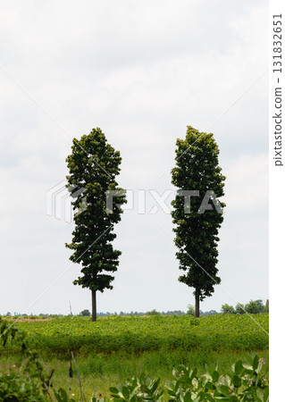 Lush green trees standing together in a serene landscape nature calm environment wide view Lush green trees standing together in a serene landscape nature calm environment wide view 131832651