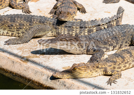 Crocodiles resting in sunlight natural habitat wildlife serene environment close-up view 131832652
