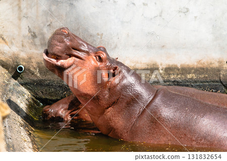 Close-up encounter with hippos in a natural water habitat wildlife sanctuary 131832654