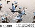 Seagulls in motion over water beach shoreline wildlife serene environment close-up perspective 131832655