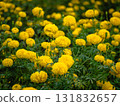 Vibrant yellow marigold flowers in a lush garden nature serene viewpoint floral concept 131832657