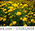 Vibrant yellow marigolds blooming in a sunny garden nature lush greenery close-up view 131832658