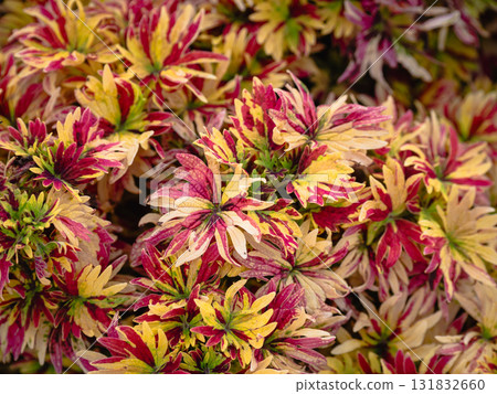 Vibrant floral display garden exhibition nature outdoor venue close-up natural beauty 131832660