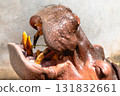 Hippo feeding action at safari park wildlife close-up natural habitat animal behavior 131832661