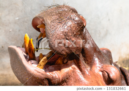 Hippo feeding action at safari park wildlife close-up natural habitat animal behavior 131832661