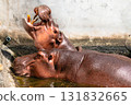 Hippos playfully interacting in a natural habitat wildlife sanctuary animal behavior outdoor close-up view 131832665
