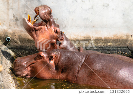Hippos playfully interacting in a natural habitat wildlife sanctuary animal behavior outdoor close-up view 131832665