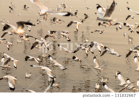 Flocks of seagulls taking flight over tranquil waters at dusk nature serene atmosphere 131832667