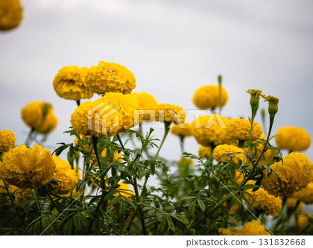 Vibrant flower blooming celebration garden outdoor close-up nature's beauty 131832668