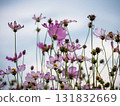 Blooming cosmos flowers in a serene garden nature outdoor beauty close-up view 131832669