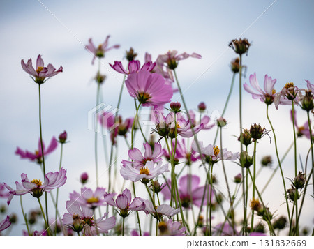Blooming cosmos flowers in a serene garden nature outdoor beauty close-up view 131832669