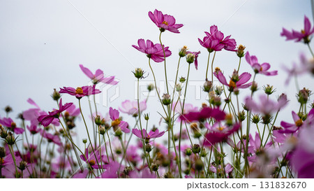 Blooming cosmos flowers in a serene field during daylight nature tranquil environment 131832670