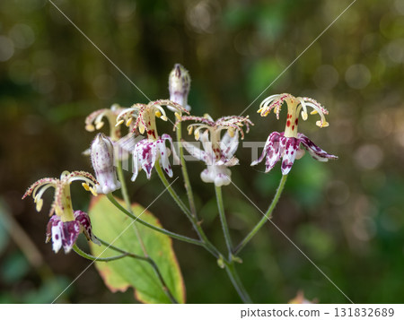 Blooming mountain cuckoo Blooming mountain cuckoo 131832689