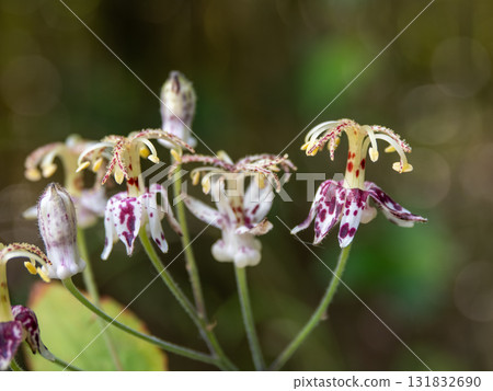 Blooming mountain cuckoo 131832690