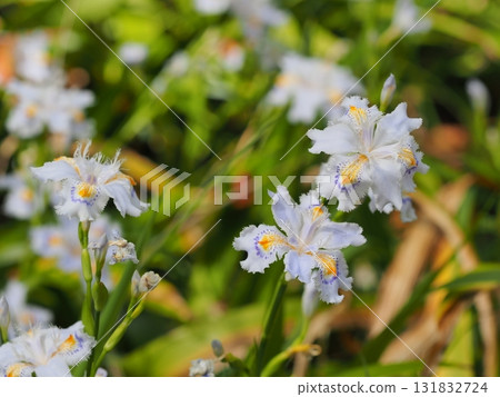 Spring Iris Flower White Flower Iridaceae Wildflower Fringed Iris Flower 131832724
