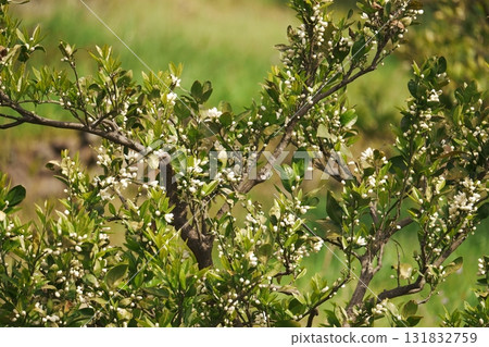 Mandarin orange flowers Mandarin orange flowers 131832759