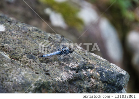 Close-up of a male Shioya-damselfly, Beppu, Oita Close-up of a male Shioya-damselfly, Beppu, Oita 131832801