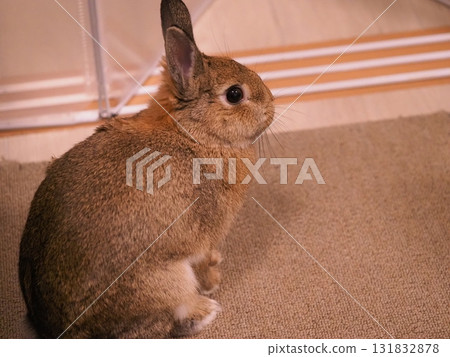 Netherland Dwarf rabbit turning around indoor pet 131832878