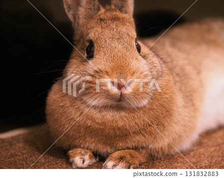 荷蘭侏儒兔正面肖像室內兔子寵物 荷蘭侏儒兔正面肖像室內兔子寵物 131832883