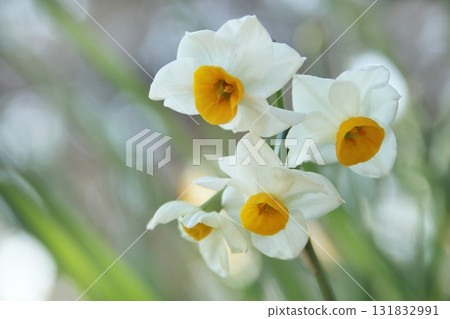 Narcissus 131832991