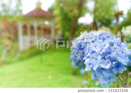 Blue hydrangeas and pergola 131833108