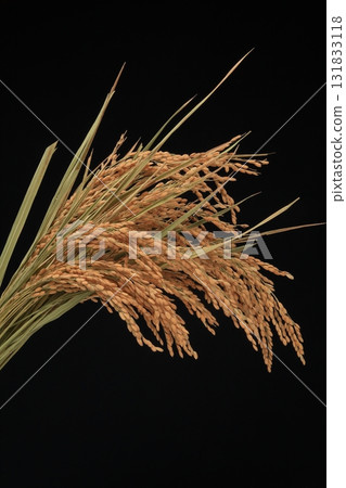 Rice field 131833118