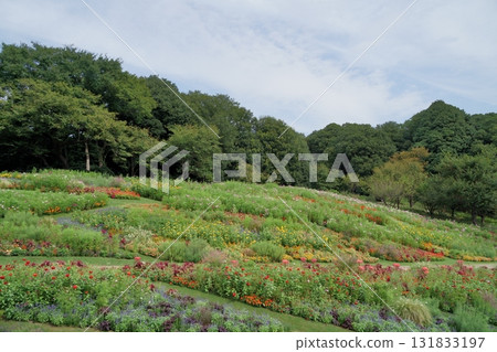 Autumn flowers in Yokohama's Satoyama Garden 131833197