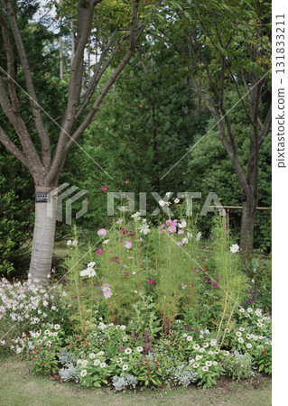 橫濱里山花園的秋花 131833211