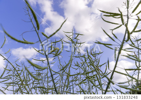 monocultural agricultural field with green rapeseed pods on a warm summer day in cloudy weather, beautiful thin unripe rapeseed pods used for fuel production monocultural agricultural field with green rapeseed pods on a warm summer day in cloudy weather, beautiful thin unripe rapeseed pods used for fuel production 131833248