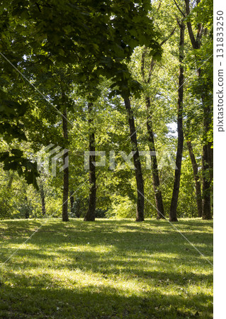 deciduous green tall trees in a park with lots of shadows on the green low grass on a sunny bright summer day, beautiful trees with green foliage are illuminated from behind by bright sunlight deciduous green tall trees in a park with lots of shadows on the green low grass on a sunny bright summer day, beautiful trees with green foliage are illuminated from behind by bright sunlight 131833250