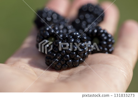black ripe blackberries on a man's hand, ripe juicy black blackberries lying in his hand in the garden black ripe blackberries on a man's hand, ripe juicy black blackberries lying in his hand in the garden 131833273