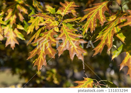 autumn bright yellowing foliage of an oak tree in the autumn , bright sunny weather in the park with beautiful yellow leaves on oak branches , against a clear blue sky 131833294
