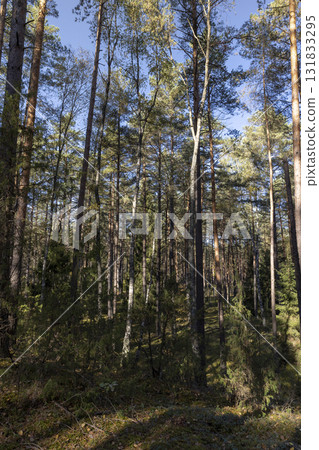 forest with pines and other trees in autumn , tall trees in Indian summer in the wild forest, landscape photography 131833295