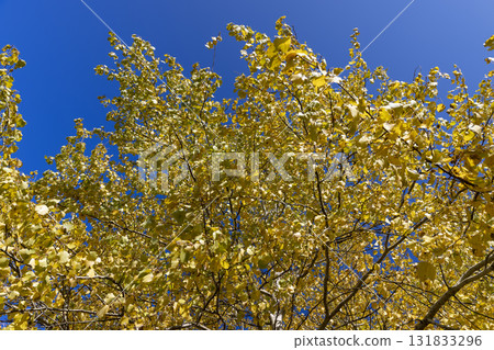 the foliage of the alder tree in the autumn season in sunny weather, a tree with completely yellowed leaves during leaf fall 131833296