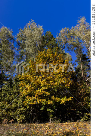 trees in a mixed forest in the autumn season during leaf fall, beautiful trees during autumn changes against a blue sky 131833298