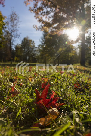 red foliage in the green grass in the autumn , fallen to the ground red foliage of trees in the autumn season in sunny weather 131833302