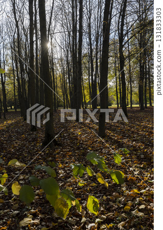 maple foliage in autumn in sunny weather, big changes in the forest on maple trees in autumn, the sun shines through the trees and shines through the foliage 131833303