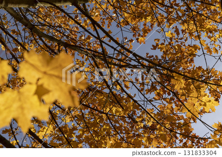 trees in the autumn season closeup, colorful foliage on the branches of trees before falling before the fall 131833304