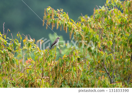 A Siberian flycatcher passing through the mountains in autumn 131833390