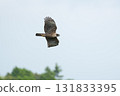 秋天，一隻當地的山鷹在藍色天空翱翔 131833395