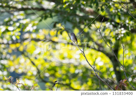A Japanese flycatcher passing through the mountains in autumn 131833400