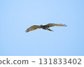 一隻灰臉禿鷹在秋天的藍天上飛翔 131833402