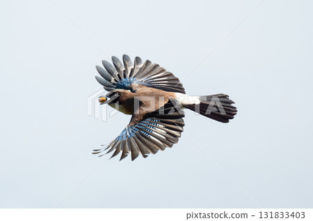 秋天,嘴裡叼著橡實的歐亞鳥 秋天,嘴裡叼著橡實的歐亞鳥 131833403